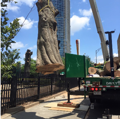 large tree trunk lifted off ground by crane