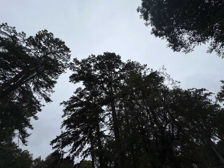 Charlotte’s tree rules are taking root (Charlotte Ledger) - Sustain ...